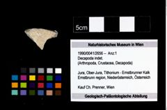 Foto (Objekt + Etikett) von Decapoda indet.  (NHMW-GEO-1990-0041-2656)